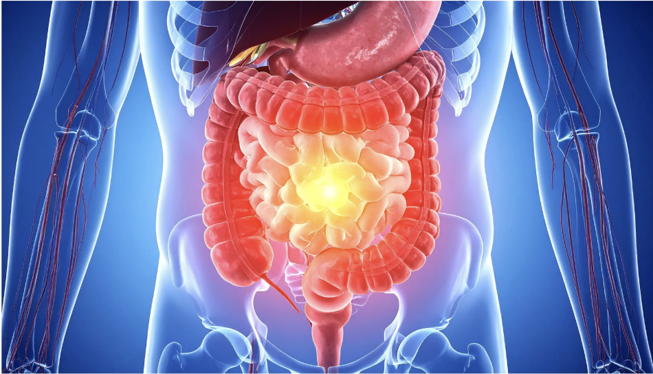 3D anatomical illustration of the human gut and digestive system